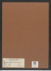 Lampriscus circularis Grun. (de-Toni-Nr.: Genus 186, Species 4618) Zeichnungen Sammlung Grunow Mappe 04524 (Herbarium_W_Grunow_drawings_Folder_04524)